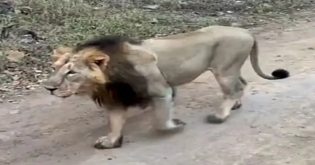 Missing Lion Makes Dramatic Comeback to Chennai Zoo After 3 Days