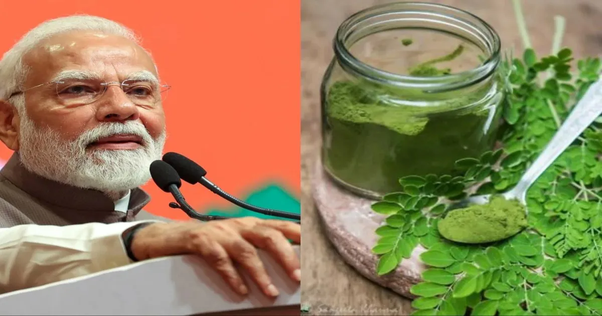 why-pm-modis-favorite-moringa-leaf-is-becoming-the-next
