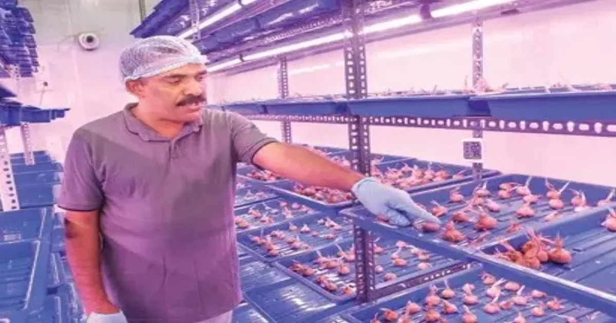 Gulf Returnee’s Saffron Revolution in Kerala: A Breakthrough for Indian Agriculture