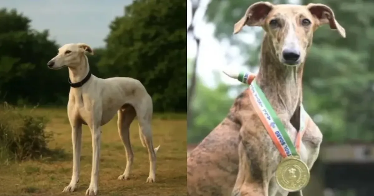 India’s Rampur and Mudhol Hounds Join BSF to Guard Borders and Track Threats