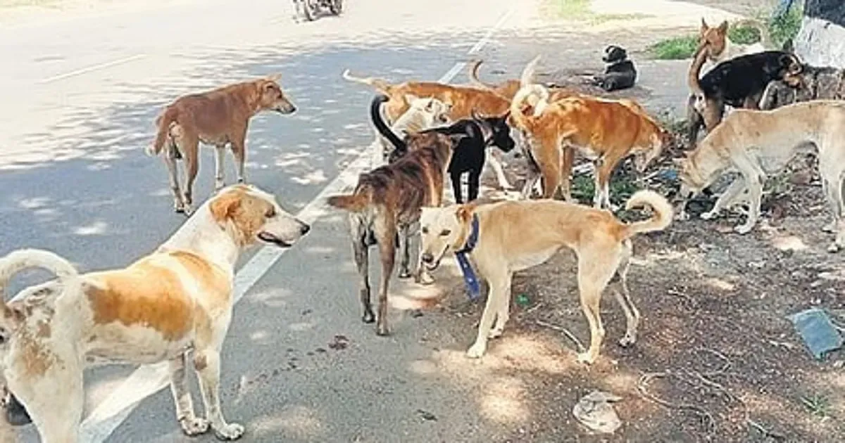 Tamil Nadu Launches Major Stray Dog Control Drive with 138 Centres