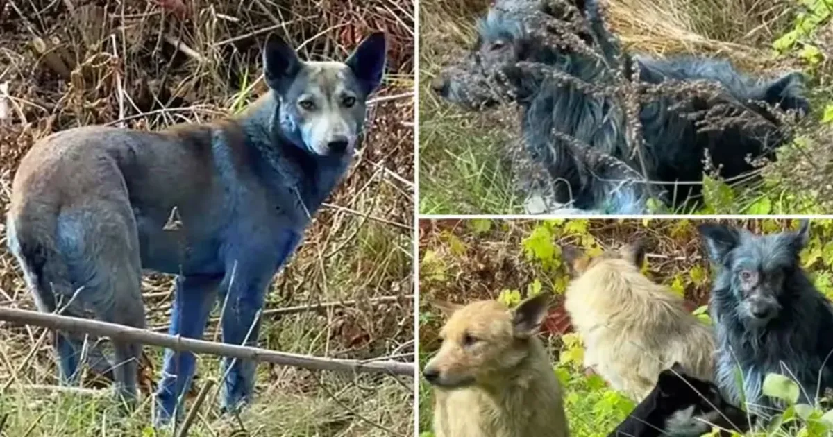 Chernobyl's Mutant Hounds Glow Electric Blue – Nuclear Legacy or Toxic Twist?