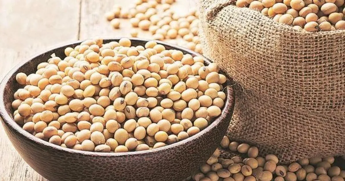 indias-soybean-meal-exports-plunge-11-as-high-prices-hi