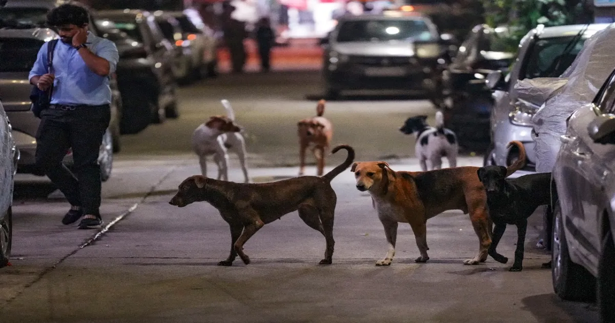 Supreme Court’s Stray Dog Removal Order Triggers Backlash Among Animal Lovers and Activists