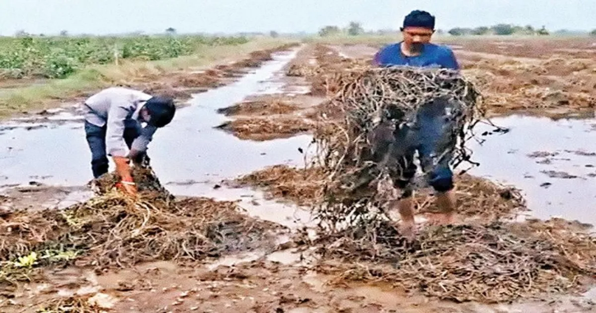 Gujarat’s Rs 10,000 Crore Farm Relief Triggers Political Outcry Over Insufficient Support