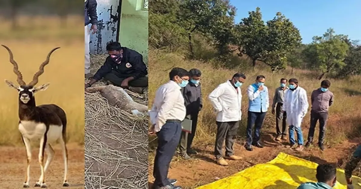 mass-blackbuck-deaths-at-belagavi-zoo-trigger-urgent-in