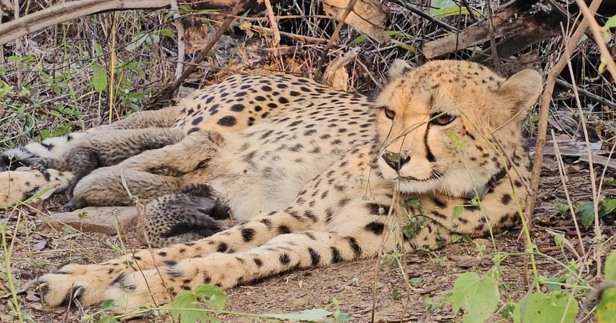 India Celebrates Milestone in Wildlife Conservation as First Indian-Born Cheetah Gives Birth to Five Cubs