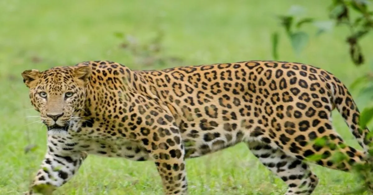 Leopard Injures Four Forest Workers in Rajasthan, Found Dead Shortly After