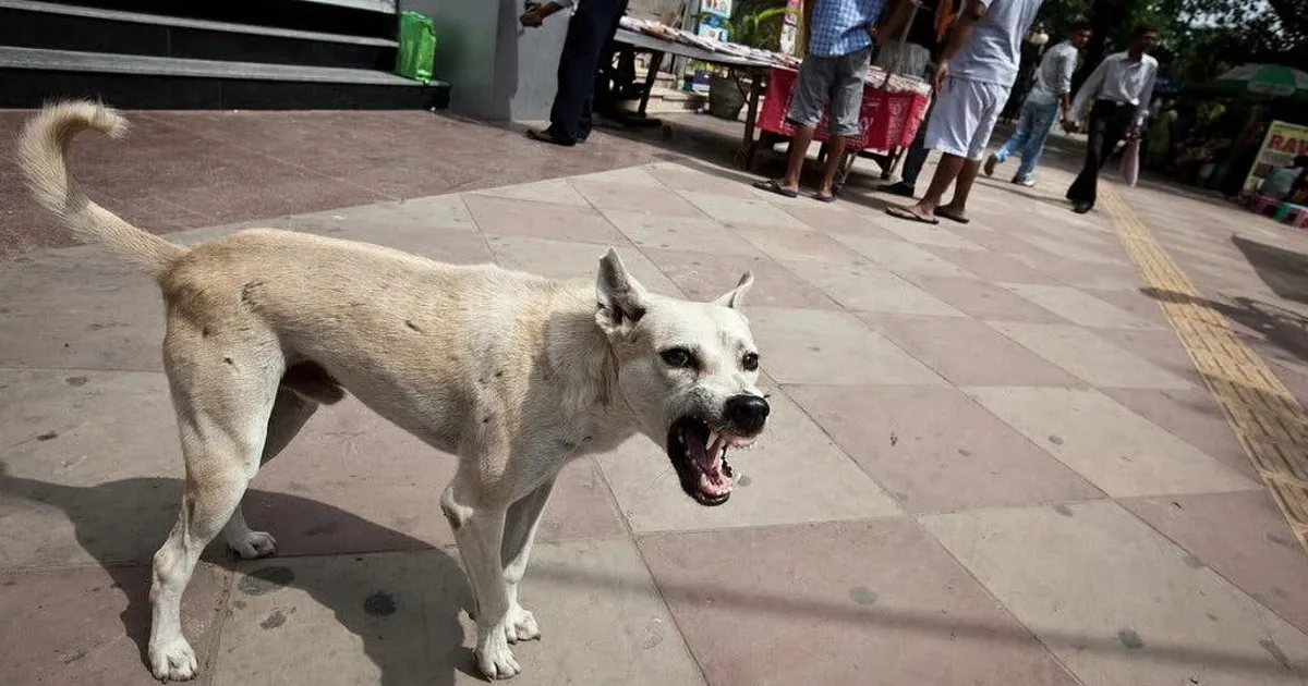 Mumbai Records 1.28 Lakh Dog Bite Cases in 2024 — Authorities Accelerate Culling?