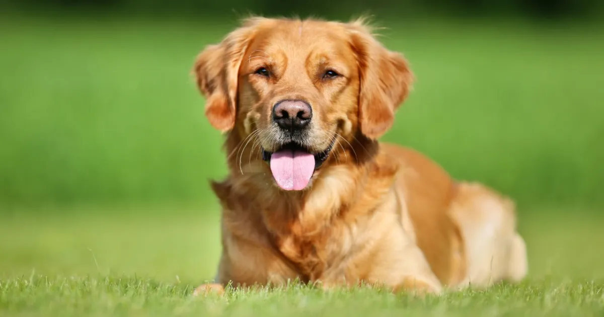 Do Dogs Really Laugh? Key Signs Your Dog is Truly Happy