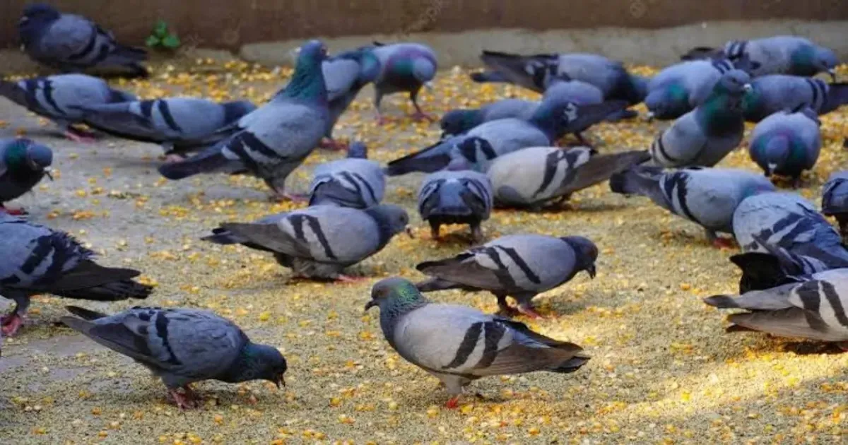 Karnataka Imposes Ban on Feeding Pigeons in Public Areas Over Health Concerns