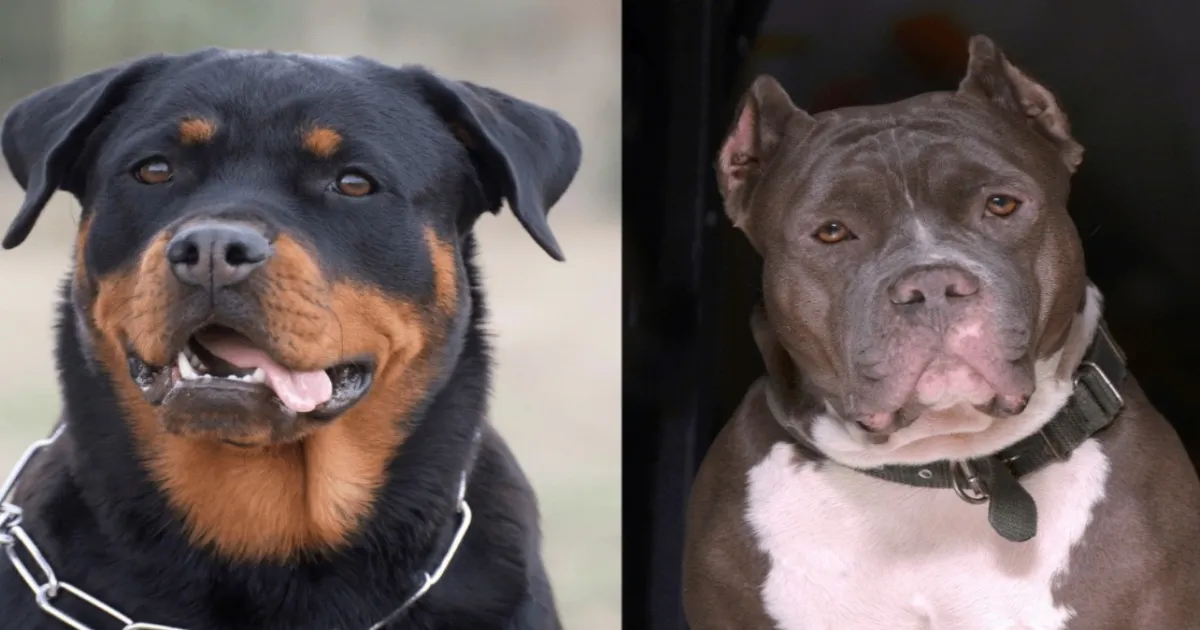 Chennai Bans Pitbull and Rottweiler Ownership Starting Tomorrow
