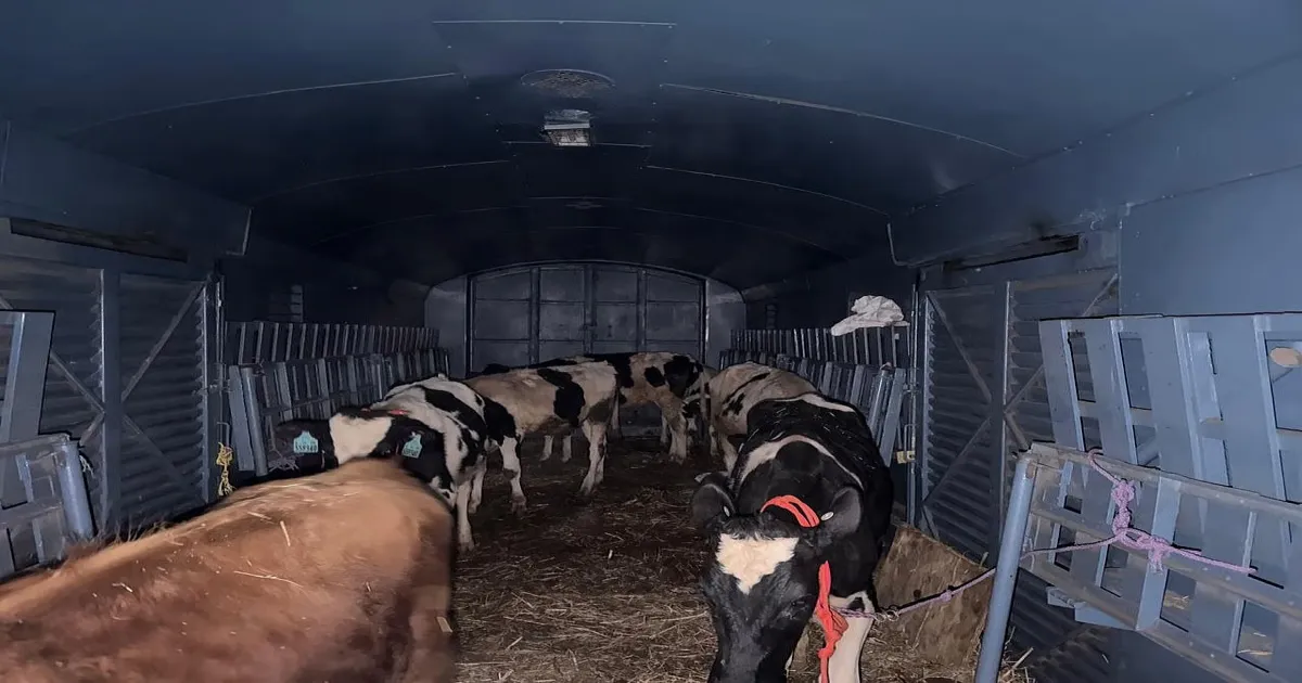 23 High-Value Exotic Bulls Safely Transported From Bengaluru to J&K by Parcel Train