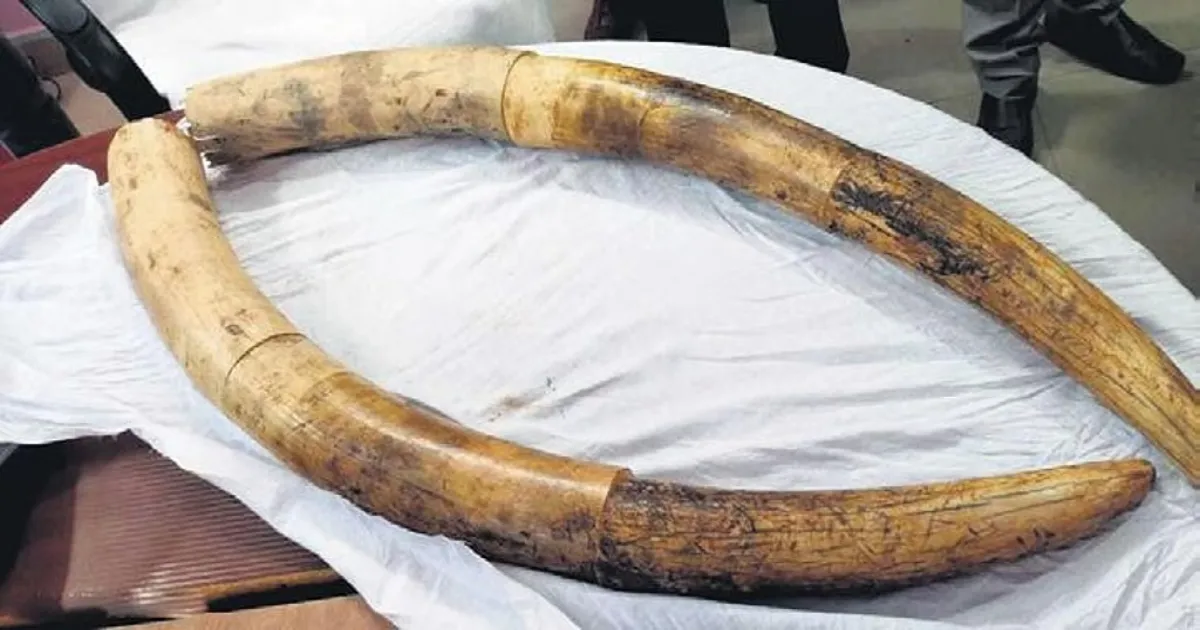Elephant Tusks Valued At Rs 2 Crore Stolen From Pangode Camp In Kerala