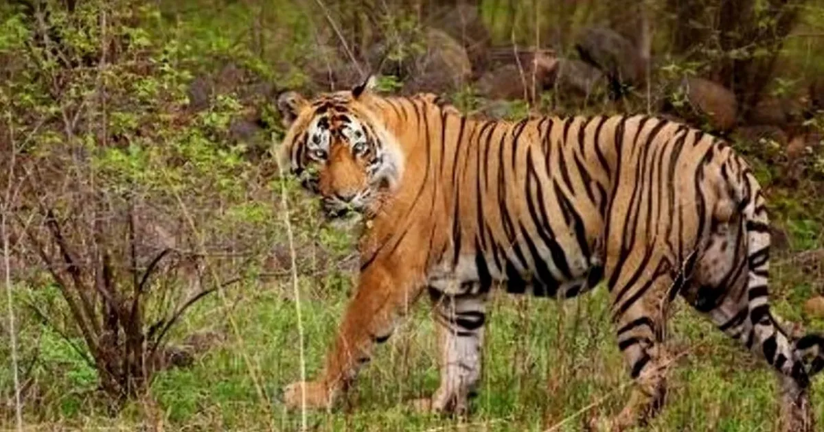 Maha Shivaratri Crowd In Srisailam Impacts Wildlife Movement