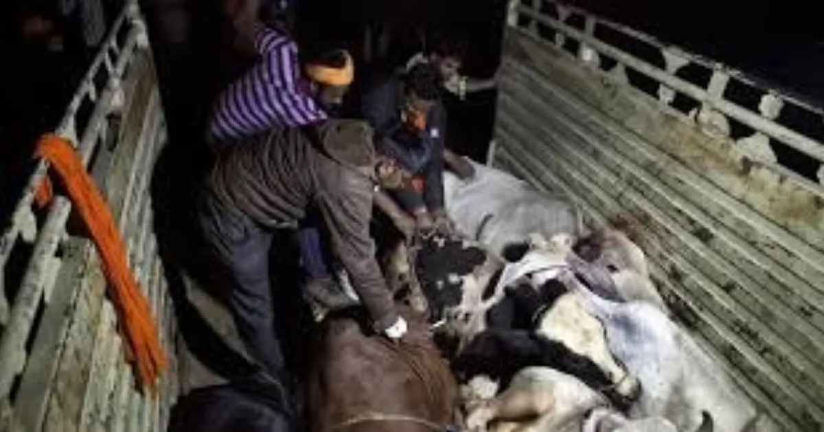 Youth Killed Amid Clash Between Alleged Cow Smugglers and Vigilantes