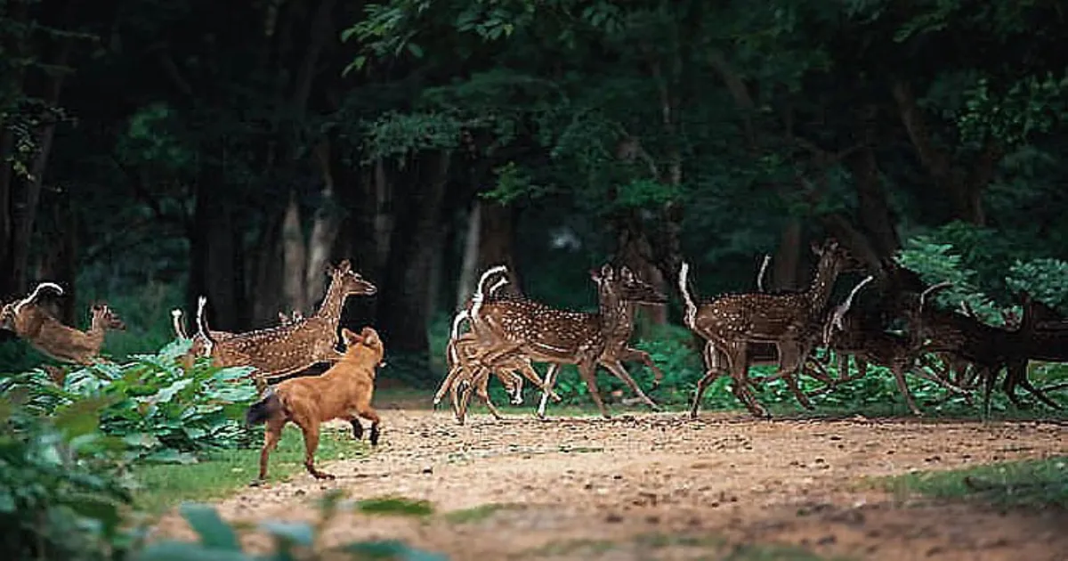 Stray Dogs Kill 15 Deer At Animal Rescue Centre In Chhattisgarh