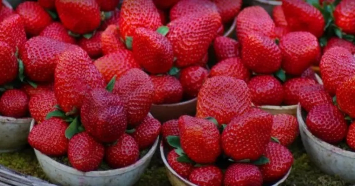 Strawberry Farming Drives Economic Revival In Former Maoist Hub Gadchiroli