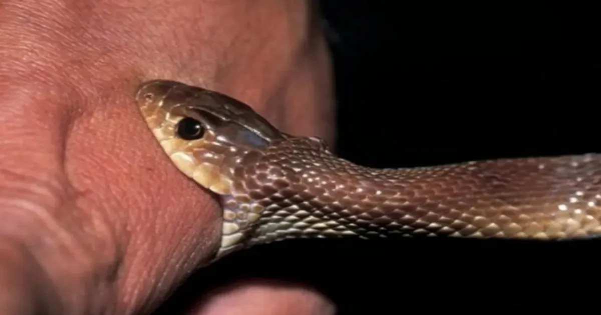 Government Informs Parliament Of 431 Snakebite Deaths In India Last Year