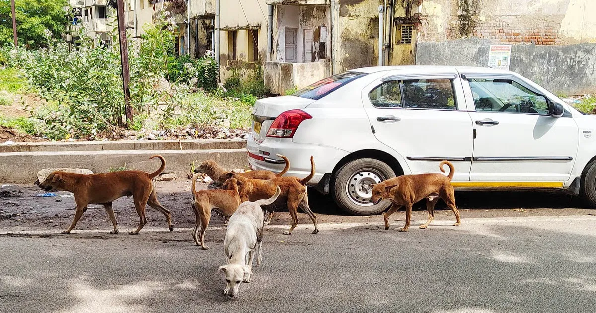 Around 4,000 Dog Bite Cases Treated In Madurai Over Nine Months,  Officials record 