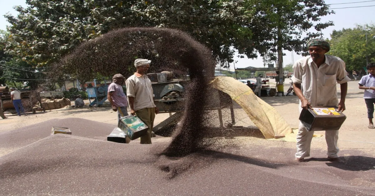 Haryana Government Outlines Measures Amid AAP’s Mustard Procurement Concerns