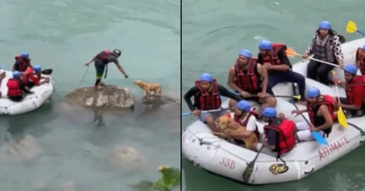 Stray Dog Rescued by Rafters in Rishikesh Amid Rising Ganga Levels