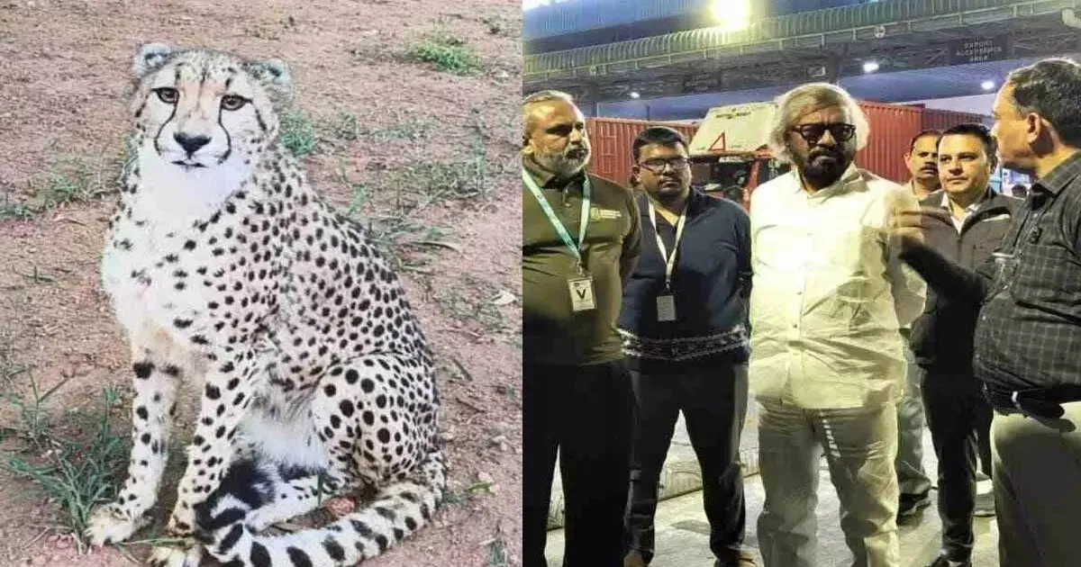 Cheetahs Return to Karnataka After 70 Years: Four Arrive at Bannerghatta