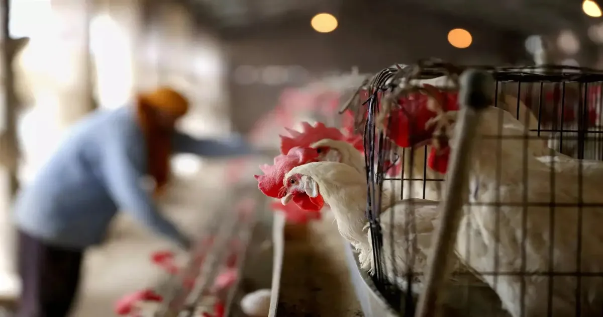 Karnataka Confirms First Bird Flu Case of 2026 After H5N1 Detected in Bengaluru Poultry Farm