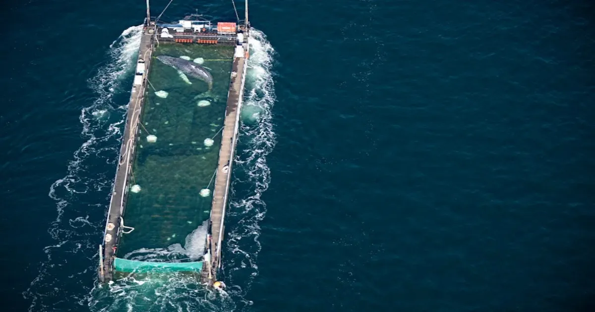 Humpback Whale “Timmy” Released Back Into North Sea After Stranding off the German Coast