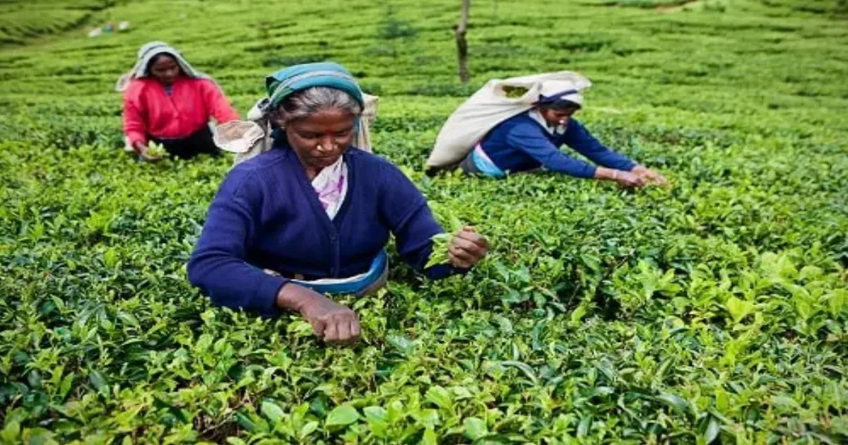 Assam Govt Pledges Rs 500 Wage Target For Tea Garden Workers In New Term