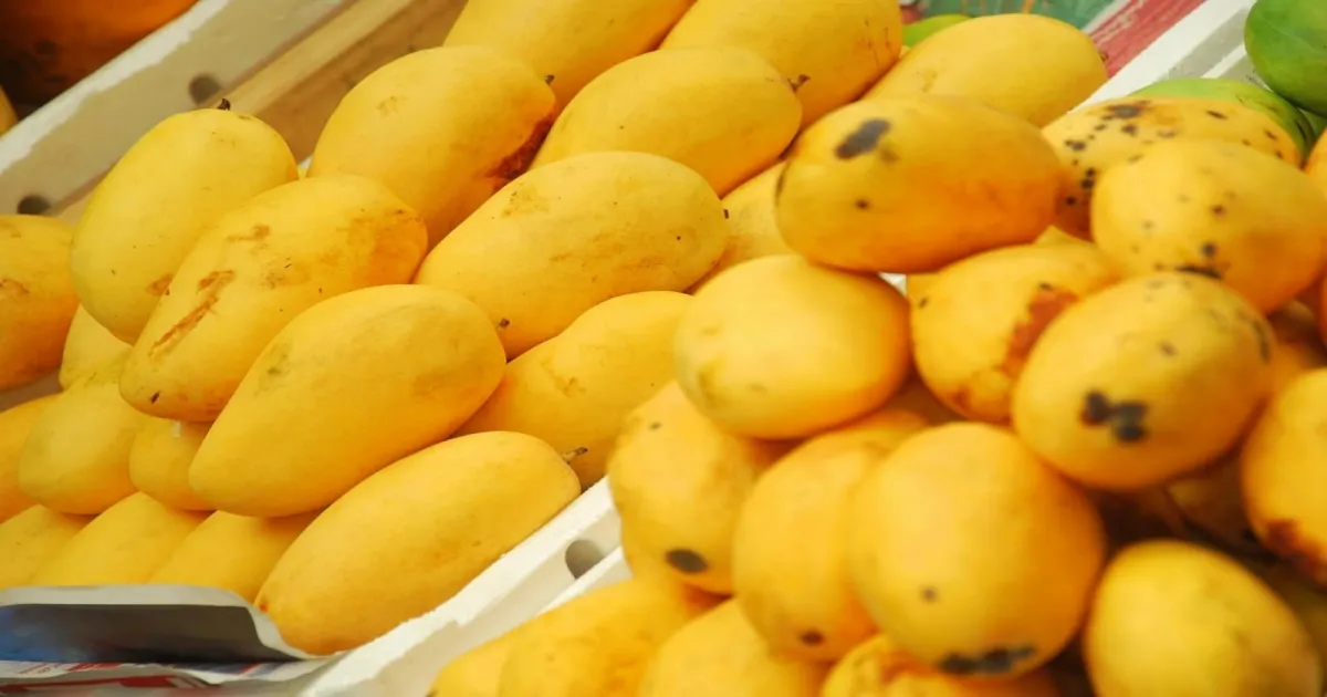 Indian Mangoes Enter Seattle Following Year-Long Trade Outreach Efforts