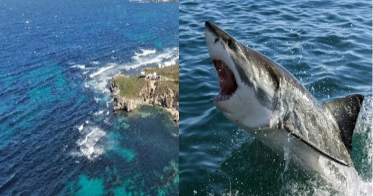 Diver Killed In Shark Attack At Australian Tourist Hotspot