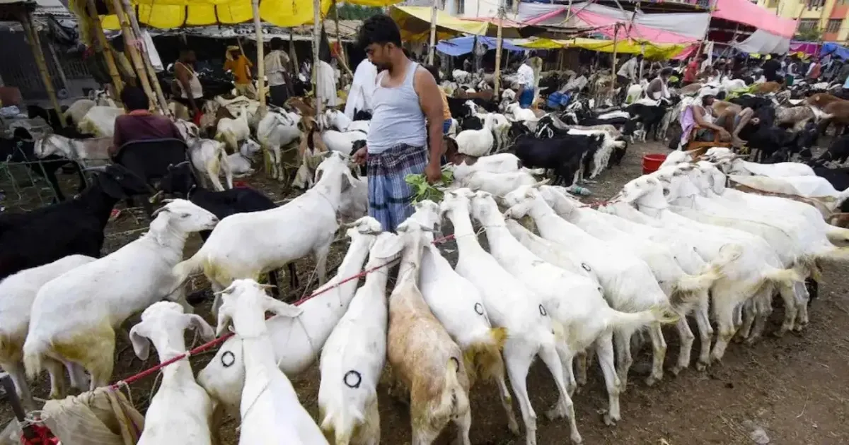 Bakrid Tensions Erupt In Mumbai’s Mira Road Housing Society Over Goats