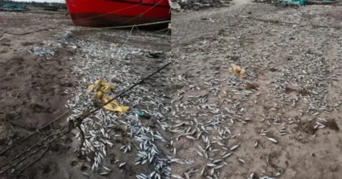 Thousands Of Dead Fish Found In Palghar’s Satpati-Murbe Creek, Probe Underway