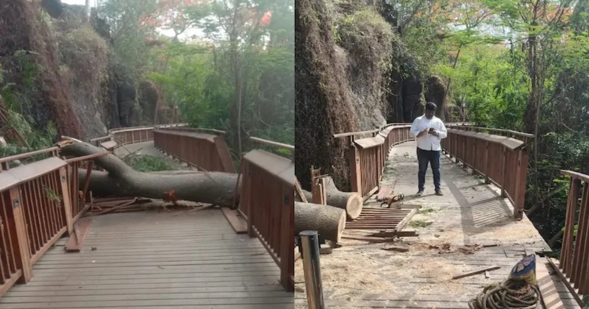 Mumbai’s Elevated Nature Trail Closed Temporarily After Tree Fall At Malabar Hill