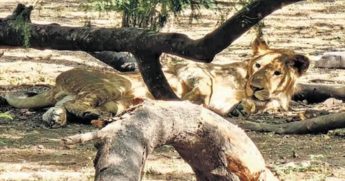 Three Tamil Nadu Zoos Offer Free Entry On CM Vijay's Birthday; Vandalur Caps Tickets