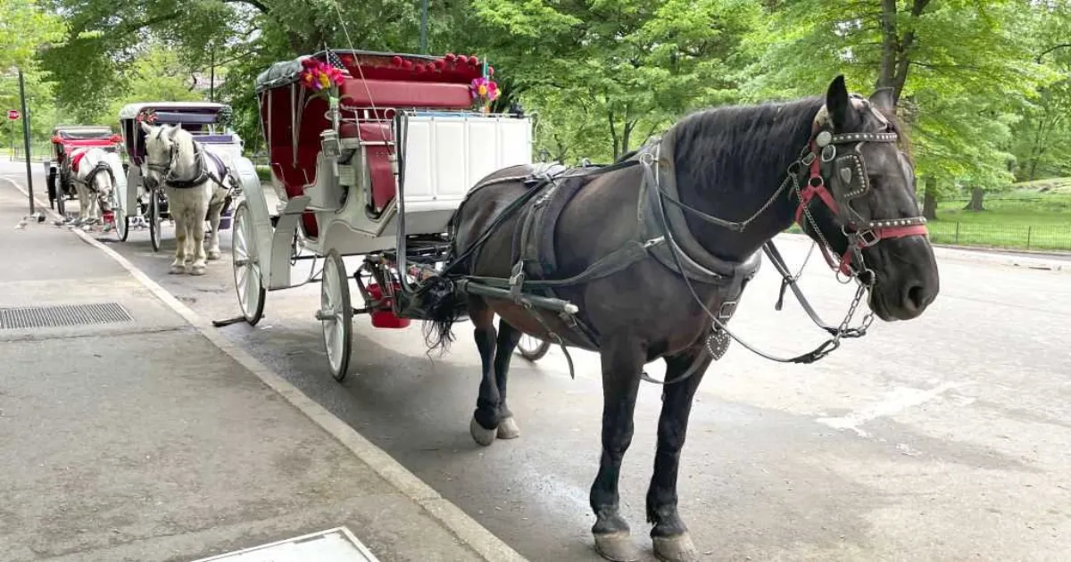 Indian Teen Dies In Central Park Horse Carriage Accident During First New York Visit