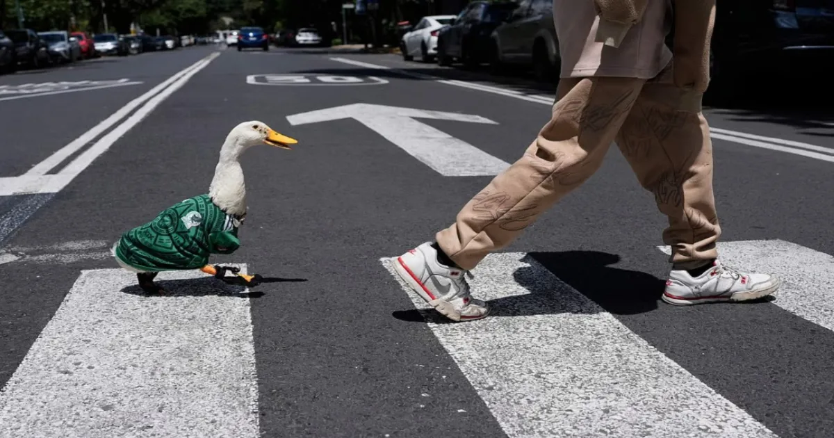 Merlin The Duck Gains Popularity As Unofficial FIFA World Cup 2026 Figure In Mexico