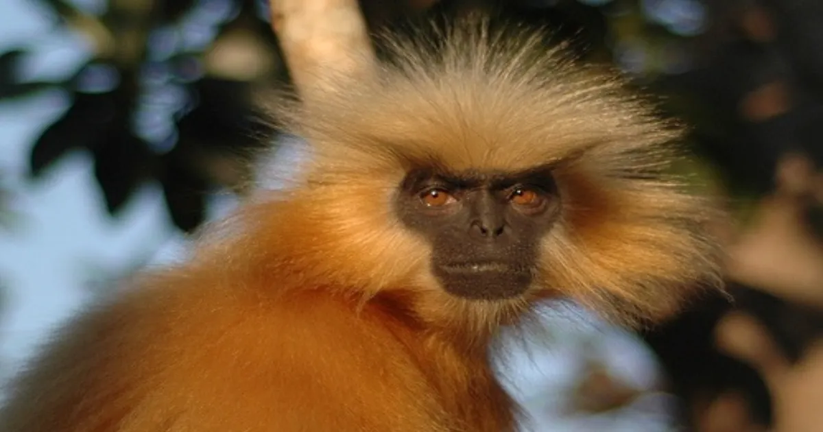 Nine Arrested As Assam Police Stop Bid To Smuggle Endangered Golden Langurs
