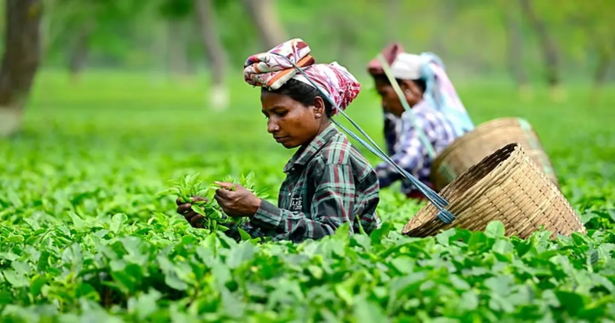 Assam Government Launches Farmer ID System For Small Tea Growers