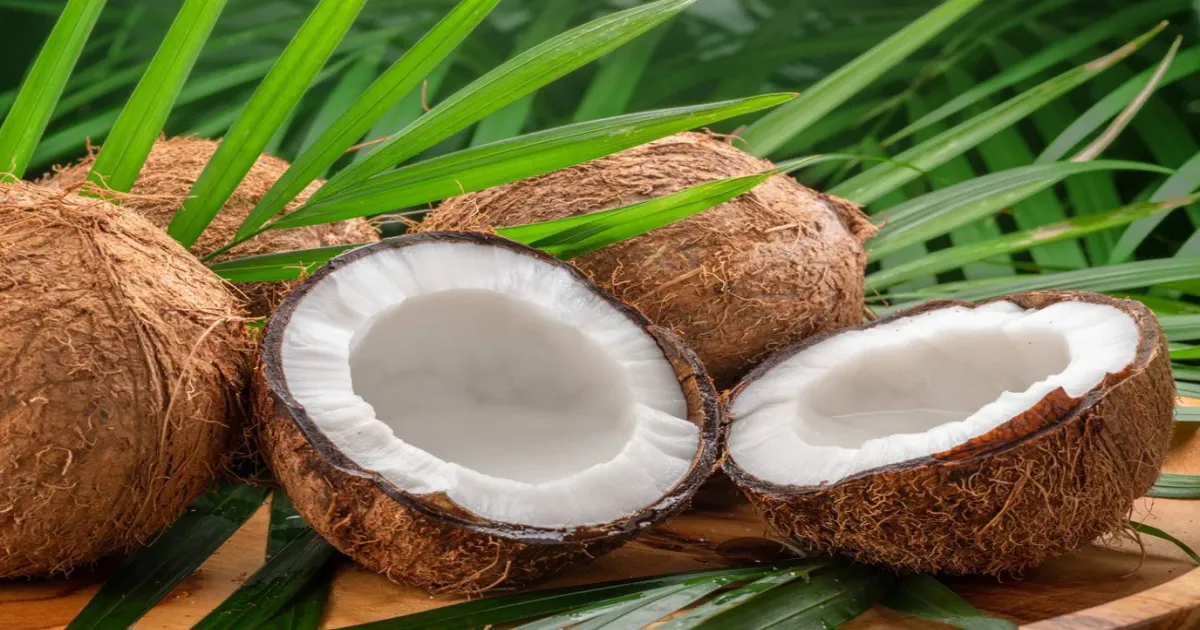 Karnataka Emerges As India’s Coconut Capital With Highest Production Output
