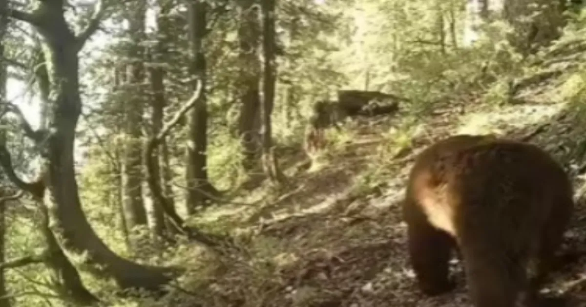 Study Finds Himalayan Brown Bears Feeding On Crops In Lahaul Valley, Raising Conflict Concerns