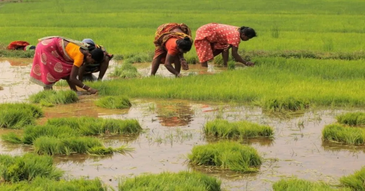 Weak Monsoon Creates Agricultural Concern As Kharif Crop Sowing Drops Across India