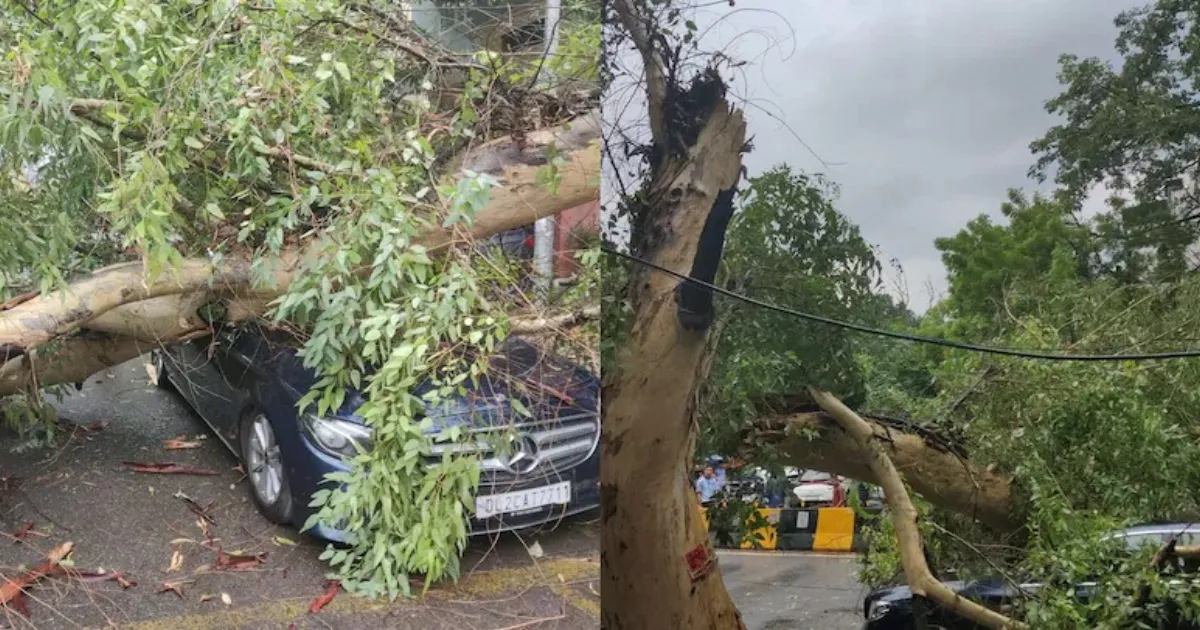 Mercedes Damaged After Tree Falls In East Of Kailash Amid Rainfall