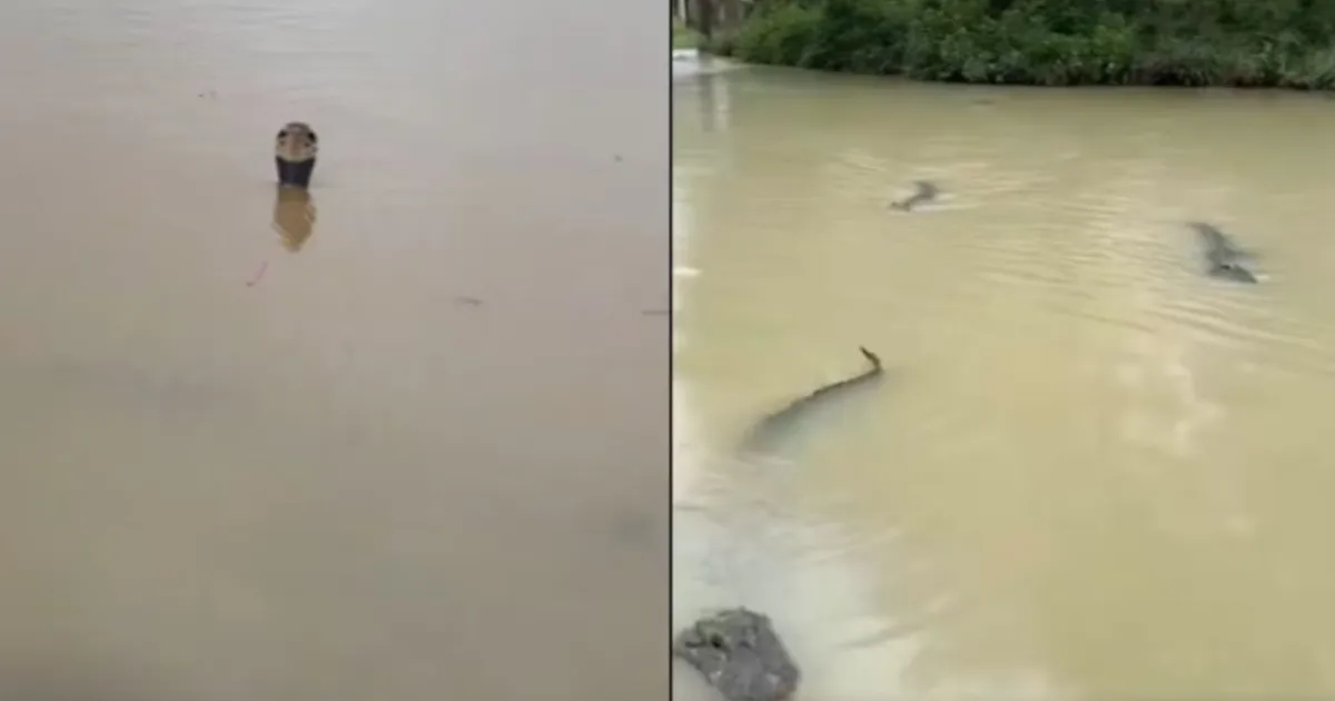 900 Reptiles Escape During Floods In China, Including Cobras
