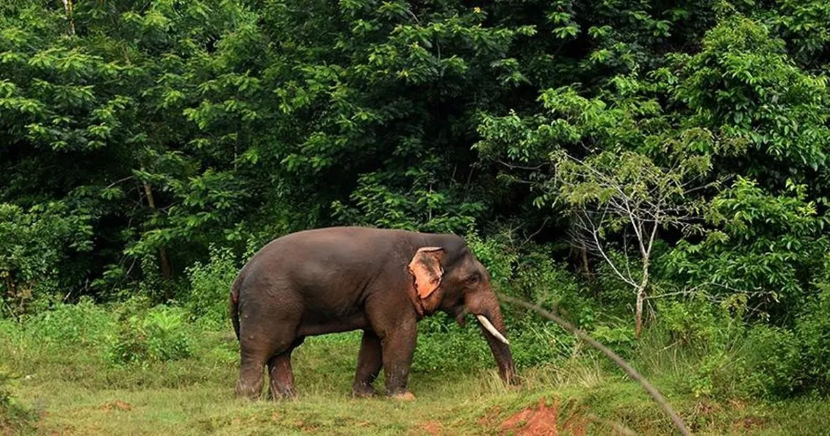 Two Die In Elephant Attacks As Fear Intensifies Across Chhattisgarh Villages Amid Conflict