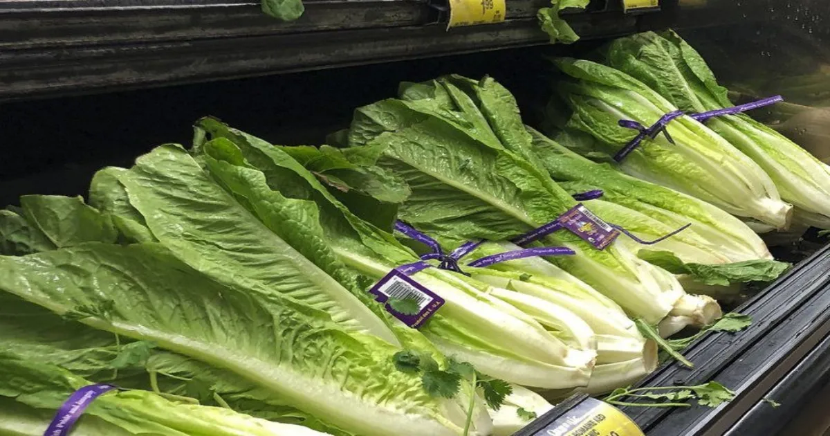 Lettuce Under Investigation As Michigan Records Unprecedented Rise In Cyclospora Infections