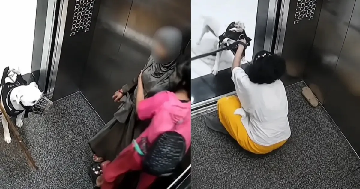 Mumbai Lift Scare: Dog Lunges At Young Girls, Leaving Residents Alarmed