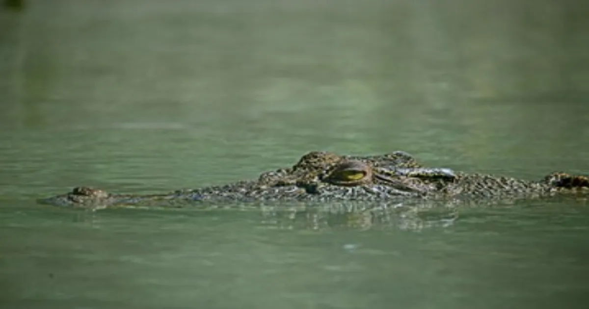 Crocodiles To Guard Israeli Prisons Under New Rule Aimed At Stopping Escapes