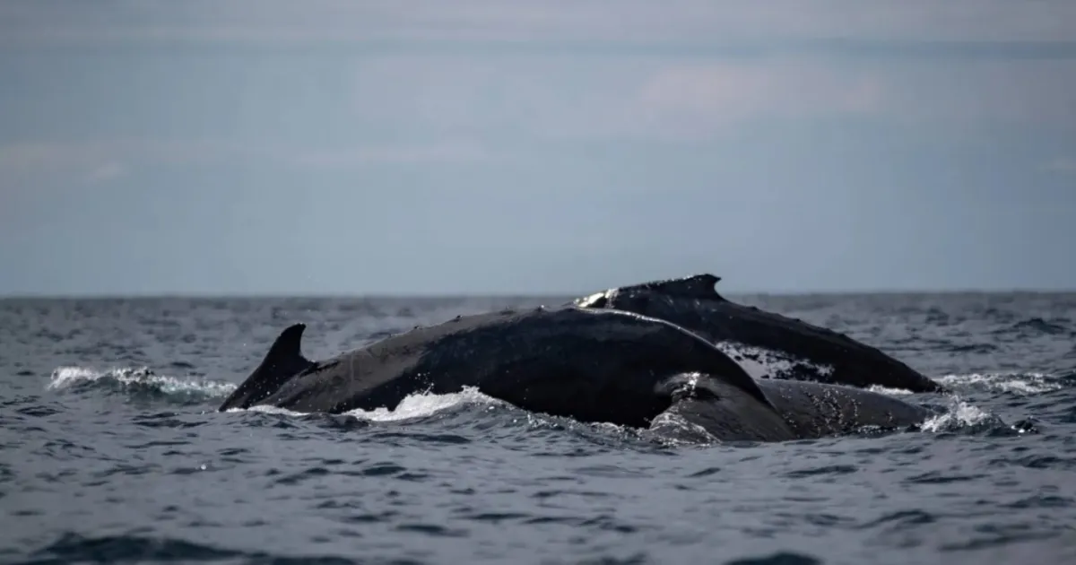 Whale Supergroups Reflect Population Recovery, Though Iran War Poses Marine Risks